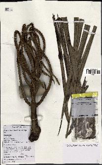 spécimen de Dypsis hovomantsina