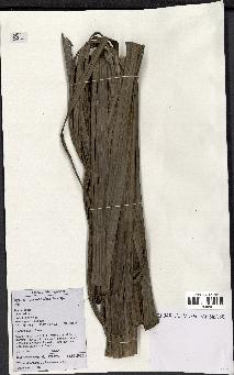 spécimen de Dypsis hovomantsina
