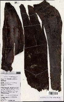 spécimen de Dypsis lastelliana