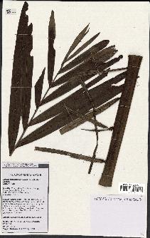spécimen de Dypsis lastelliana