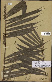spécimen de Bactris hirta