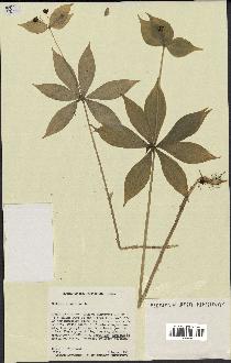 spécimen de Medeola virginiana