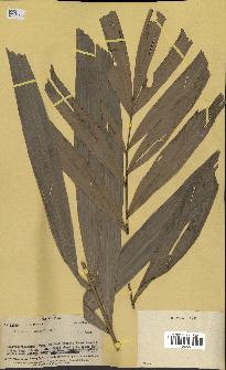 spécimen de Veitchia smithii