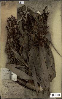 spécimen de Eremospatha cuspidata