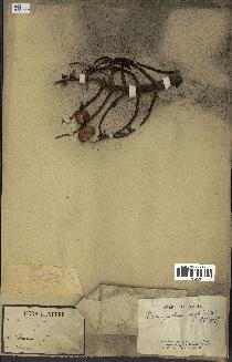 spécimen de Eremospatha cuspidata