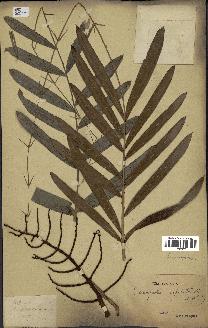 spécimen de Eremospatha cuspidata