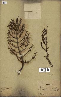 spécimen de Eremospatha cuspidata
