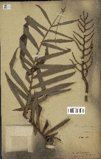 spécimen de Eremospatha cuspidata