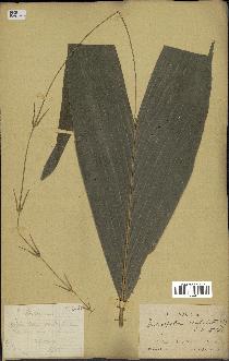 spécimen de Eremospatha cuspidata