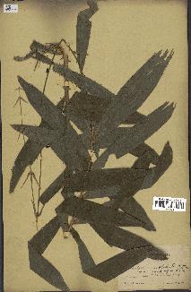 spécimen de Eremospatha cuspidata