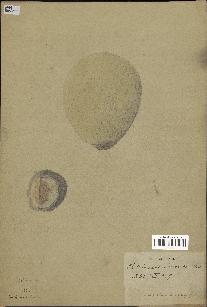 spécimen de Pholidocarpus macrocarpus