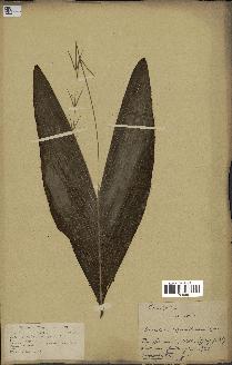 spécimen de Oncocalamus acanthocnemis