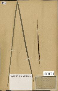 spécimen de Typha angustifolia