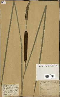 spécimen de Typha angustifolia