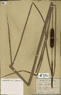 spécimen de Typha angustifolia