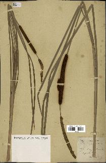 spécimen de Typha angustifolia