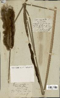 spécimen de Typha angustifolia