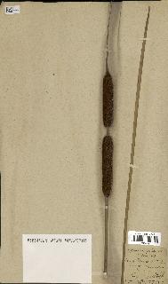 spécimen de Typha angustifolia