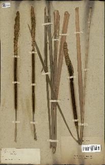 spécimen de Typha angustifolia