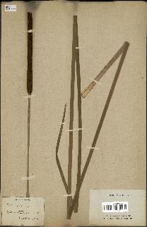 spécimen de Typha angustifolia
