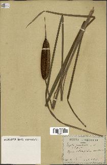 spécimen de Typha angustifolia