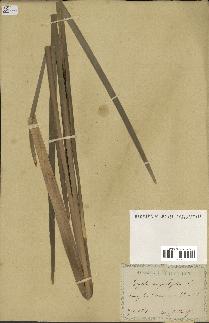 spécimen de Typha angustifolia