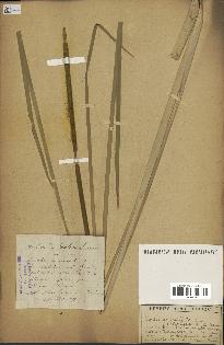 spécimen de Typha angustifolia