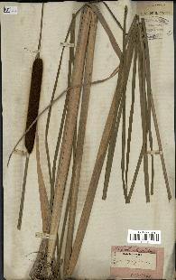 spécimen de Typha angustifolia