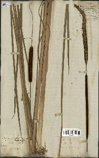 spécimen de Typha angustifolia