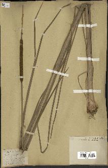 spécimen de Typha angustifolia