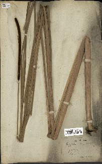 spécimen de Typha angustifolia