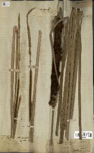 spécimen de Typha angustifolia
