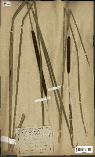spécimen de Typha angustifolia
