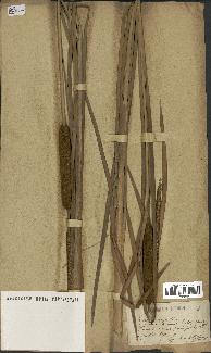 spécimen de Typha angustata