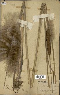 spécimen de Typha angustata
