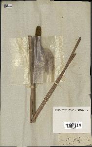 spécimen de Typha angustata