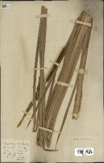 spécimen de Typha angustata
