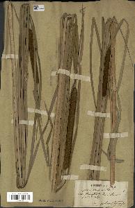 spécimen de Typha angustata