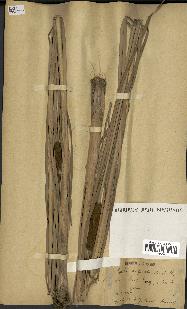 spécimen de Typha angustata