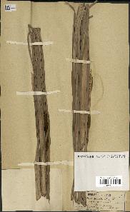 spécimen de Typha angustata