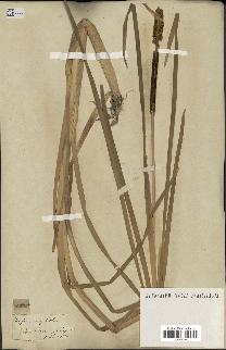 spécimen de Typha angustifolia