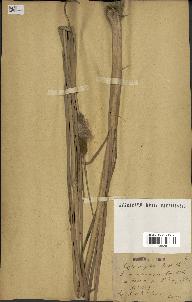 spécimen de Typha angustata