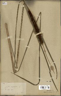 spécimen de Typha angustifolia