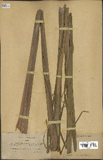 spécimen de Typha angustifolia