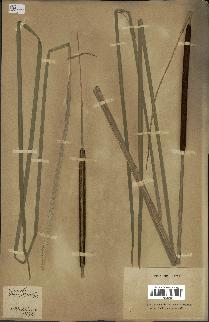 spécimen de Typha angustifolia