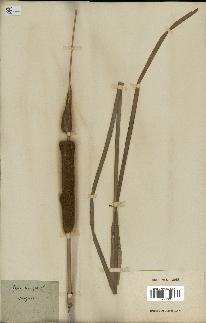 spécimen de Typha angustifolia