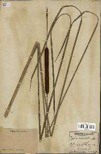 spécimen de Typha angustifolia
