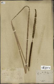 spécimen de Typha angustifolia