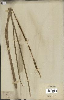 spécimen de Typha angustifolia