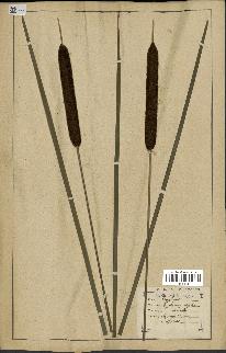 spécimen de Typha angustifolia